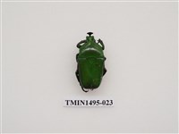藏品(臺灣扇角金龜)的圖片